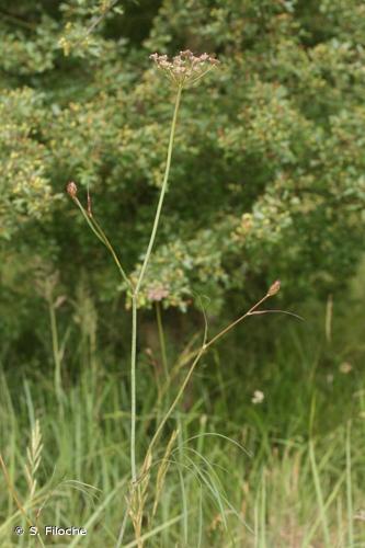 <i>Peucedanum gallicum</i> Latourr., 1785 © S. Filoche