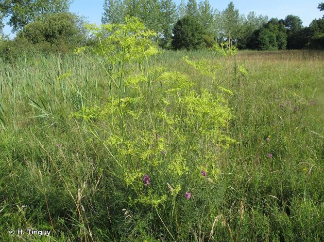 <i>Peucedanum officinale</i> L., 1753 © H. Tinguy