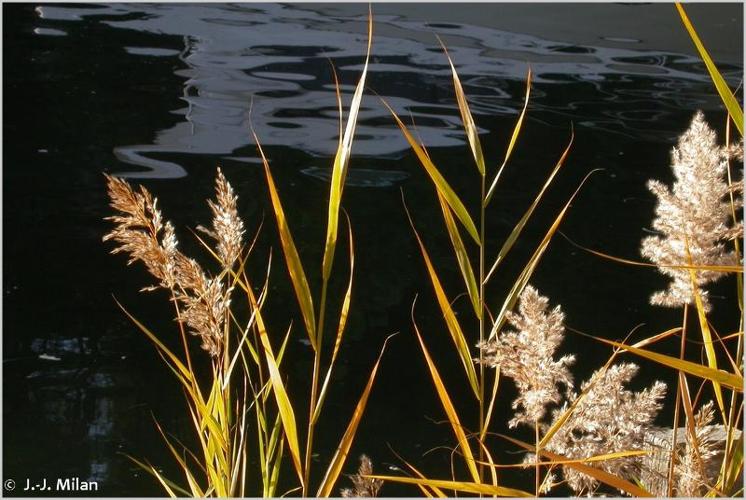 <i>Phragmites australis</i> (Cav.) Trin. ex Steud., 1840 © 