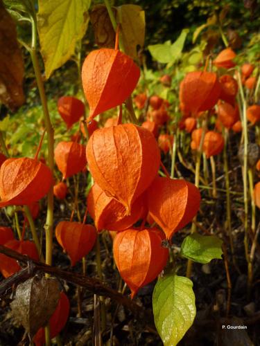 <i>Physalis alkekengi</i> L., 1753 © P. Gourdain