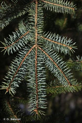 <i>Picea sitchensis</i> (Bong.) Carrière, 1855 © O. Nawrot