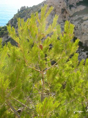 <i>Pinus halepensis</i> Mill., 1768 © P. Gourdain