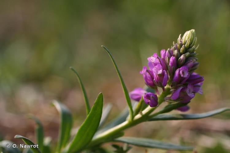 <i>Polygala comosa</i> Schkuhr, 1796 © O. Nawrot