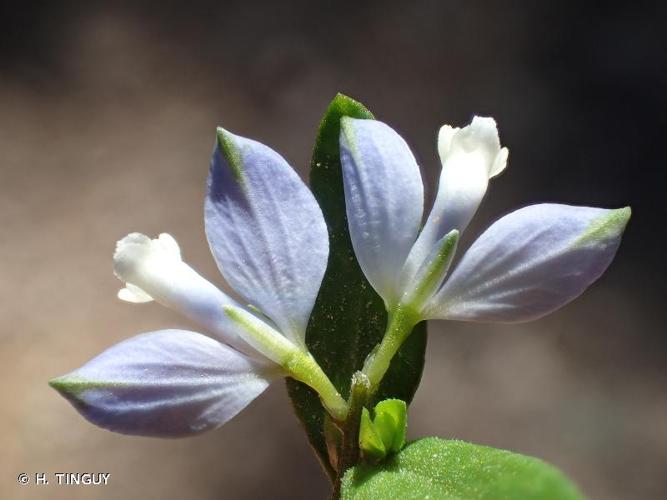 <i>Polygala serpyllifolia</i> Hose, 1797 © H. TINGUY