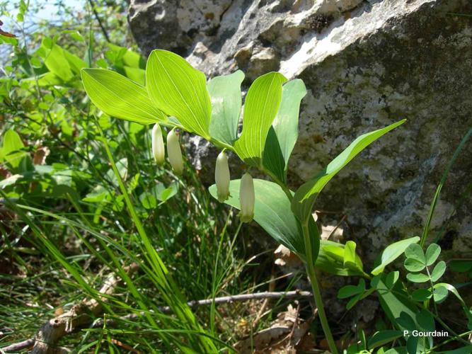 <i>Polygonatum odoratum</i> (Mill.) Druce, 1906 © P. Gourdain