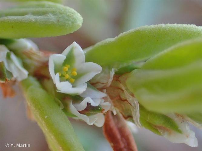 <i>Polygonum maritimum</i> L., 1753 © 