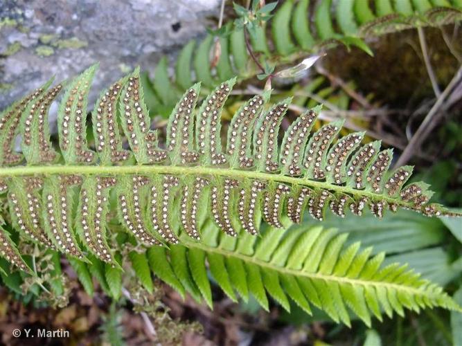 <i>Polystichum lonchitis</i> (L.) Roth, 1799 © 