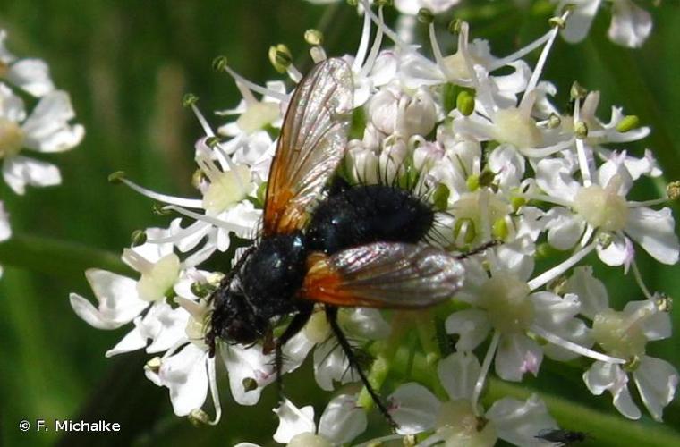 <i>Zophomyia temula</i> (Scopoli, 1763) © F. Michalke