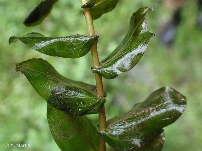 <i>Potamogeton perfoliatus</i> L., 1753 © 