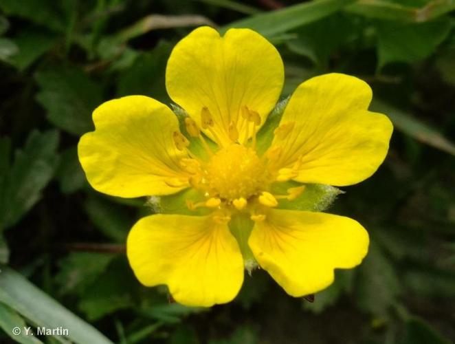 <i>Potentilla reptans</i> L., 1753 © 