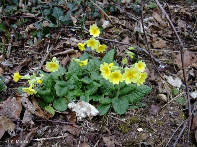 <i>Primula </i>x<i> polyantha</i> Mill., 1768 © 