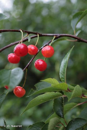 <i>Prunus cerasus</i> L., 1753 © O. Nawrot