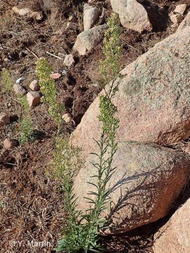 <i>Erigeron sumatrensis</i> Retz., 1810 © 