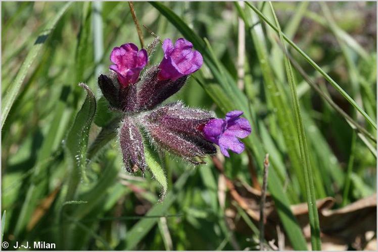 <i>Pulmonaria affinis</i> Jord., 1854 © 