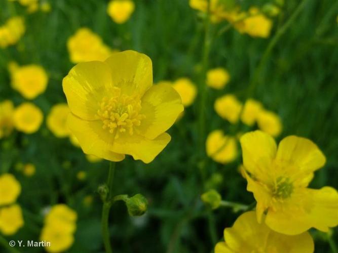 <i>Ranunculus acris</i> L., 1753 © 