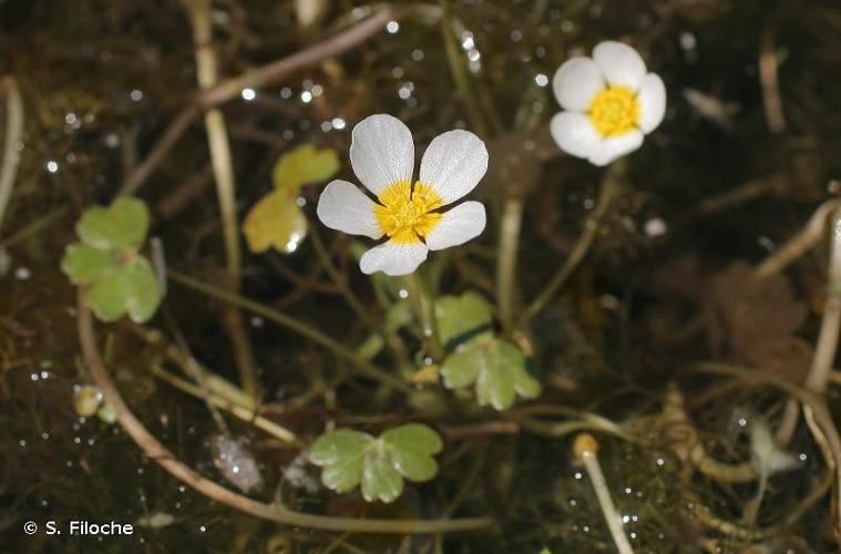 <i>Ranunculus aquatilis</i> L., 1753 © S. Filoche