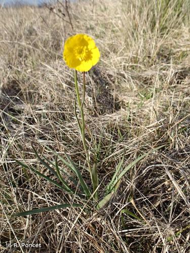 <i>Ranunculus gramineus</i> L., 1753 © R. Poncet