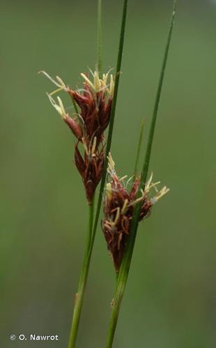 <i>Rhynchospora fusca</i> (L.) W.T.Aiton, 1810 © O. Nawrot