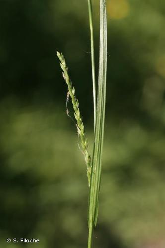 <i>Carex strigosa</i> Huds., 1778 © S. Filoche