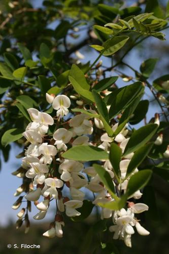 <i>Robinia pseudoacacia</i> L., 1753 © S. Filoche