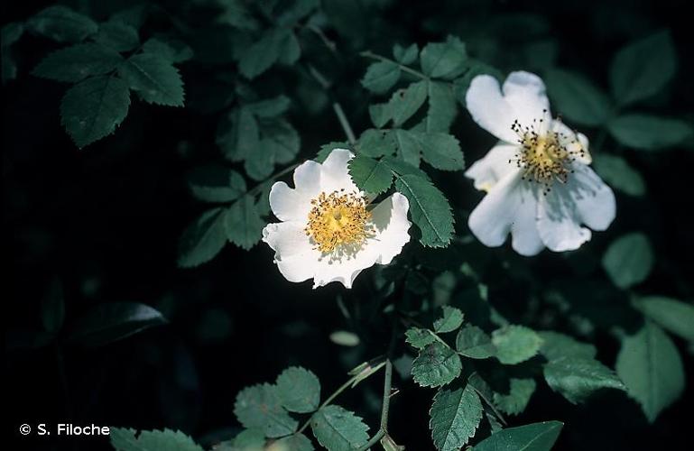 <i>Rosa stylosa</i> Desv., 1809 © S. Filoche