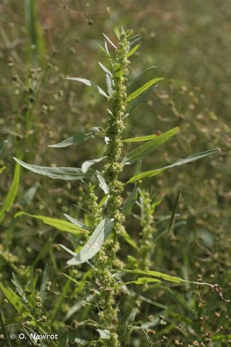 <i>Rumex palustris</i> Sm., 1800 © O. Nawrot