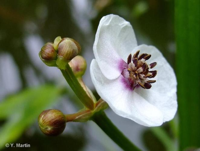 <i>Sagittaria sagittifolia</i> L., 1753 © 