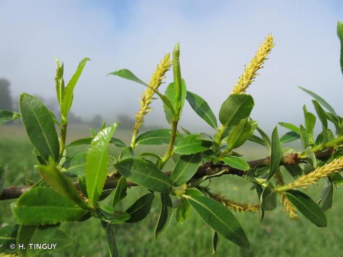 <i>Salix triandra</i> L., 1753 © H. TINGUY