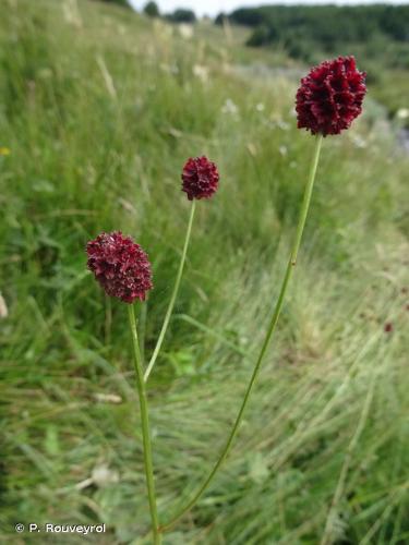 <i>Sanguisorba officinalis</i> L., 1753 © P. Rouveyrol