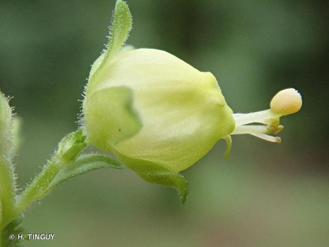 <i>Scrophularia vernalis</i> L., 1753 © H. TINGUY