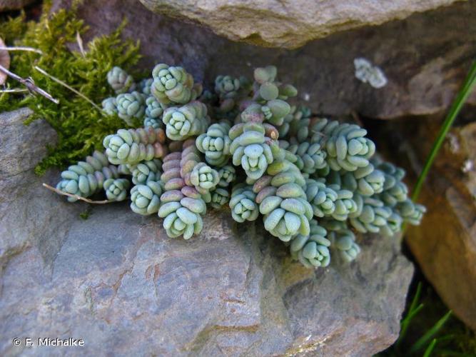 <i>Sedum dasyphyllum</i> L., 1753 © F. Michalke