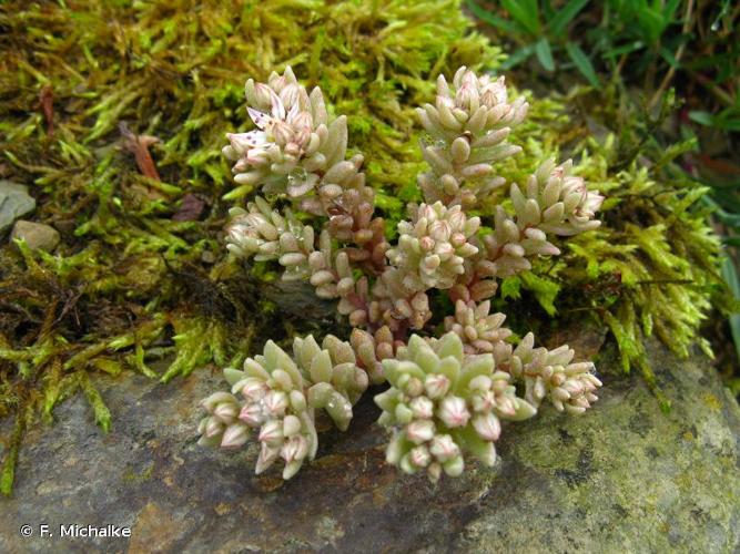 <i>Sedum rubens</i> L., 1753 © F. Michalke