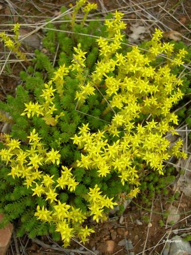 <i>Sedum sexangulare</i> L., 1753 © P. Gourdain