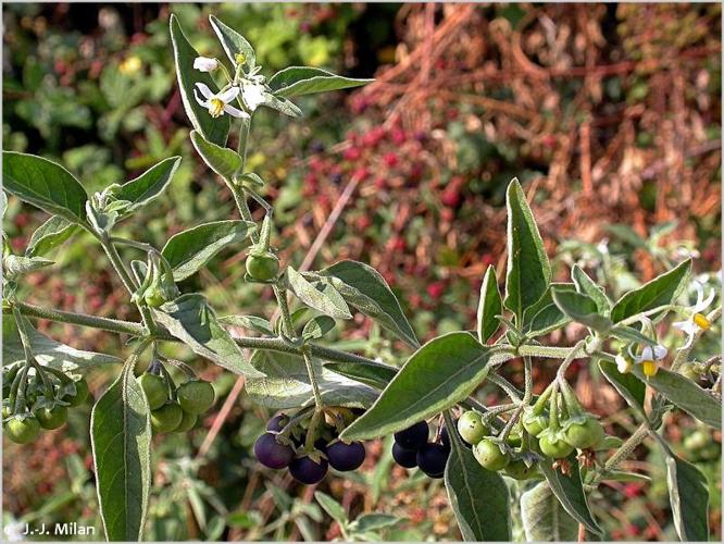 <i>Solanum chenopodioides</i> Lam., 1794 © 