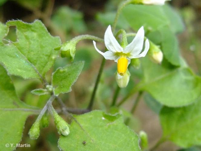 <i>Solanum nigrum</i> L., 1753 © 