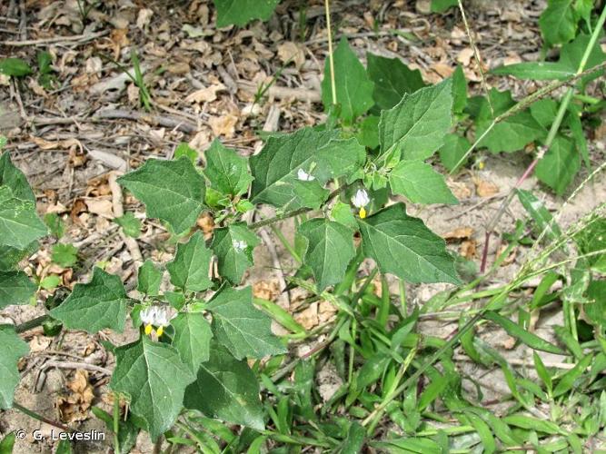 <i>Solanum villosum</i> Mill., 1768 © G. Leveslin