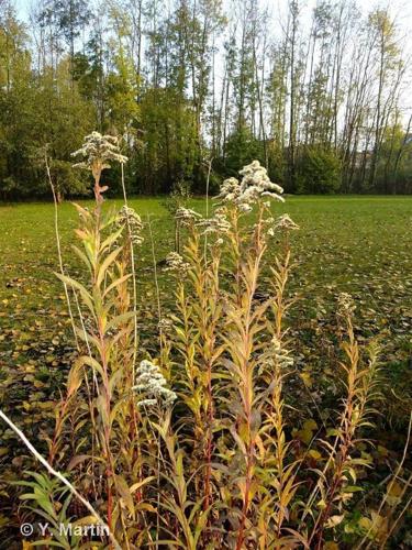 <i>Solidago gigantea</i> Aiton, 1789 © 