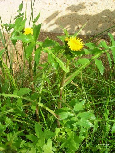 <i>Sonchus oleraceus</i> L., 1753 © P. Gourdain