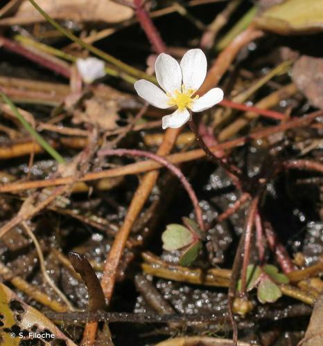 <i>Ranunculus tripartitus</i> DC., 1807 © S. Filoche