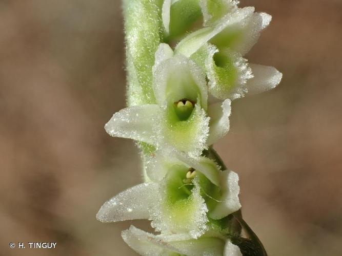 <i>Spiranthes spiralis</i> (L.) Chevall., 1827 © H. TINGUY