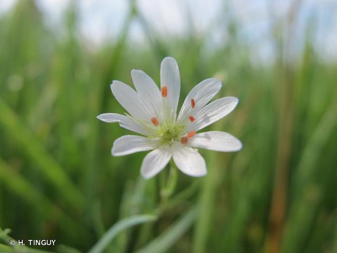 <i>Stellaria palustris</i> Ehrh. ex Hoffm., 1791 © H. TINGUY