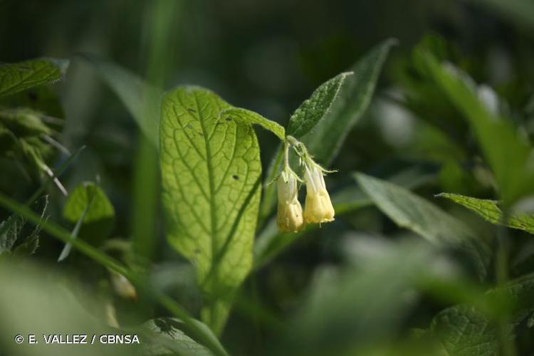 <i>Symphytum tuberosum</i> L., 1753 © E. VALLEZ / CBNSA