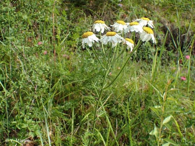 <i>Tanacetum corymbosum</i> (L.) Sch.Bip., 1844 © 