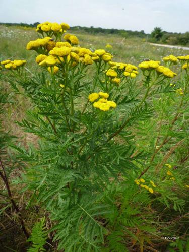 <i>Tanacetum vulgare</i> L., 1753 © P. Gourdain