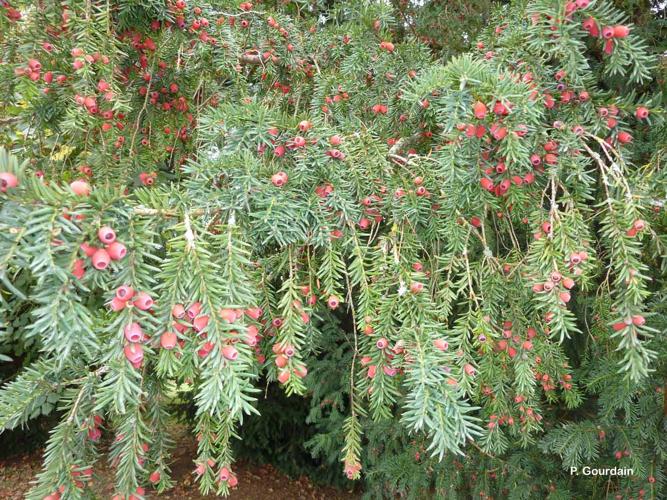 <i>Taxus baccata</i> L., 1753 © P. Gourdain