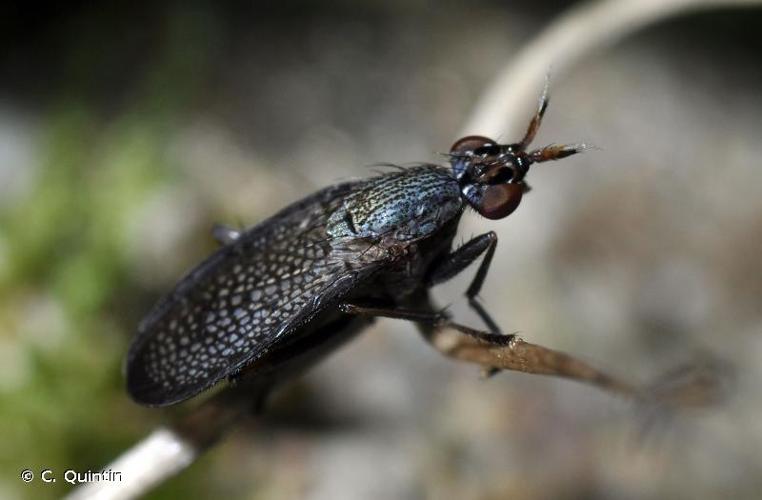 <i>Coremacera marginata</i> (Fabricius, 1775) © C. Quintin