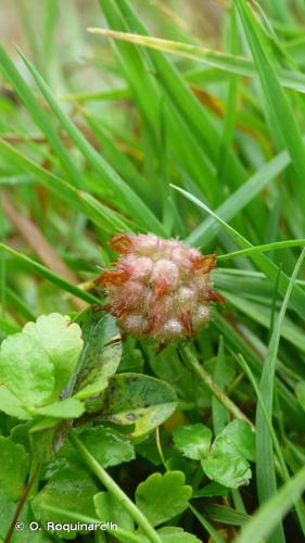 <i>Trifolium fragiferum</i> L., 1753 © O. Roquinarc'h