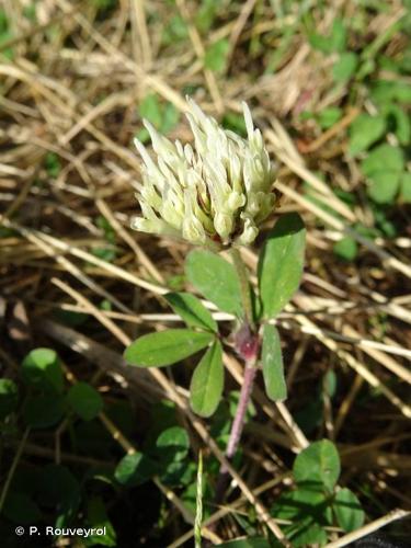 <i>Trifolium ochroleucon</i> Huds., 1762 © P. Rouveyrol