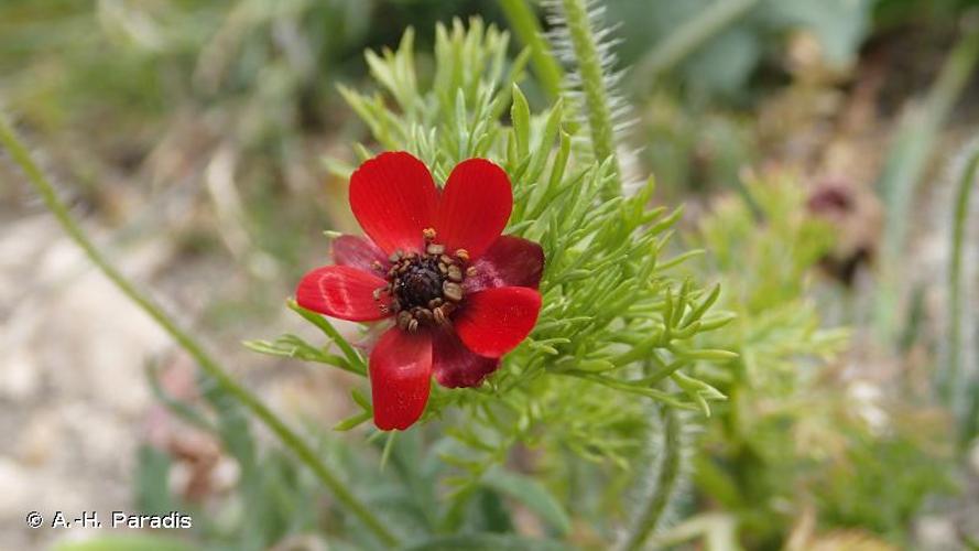 <i>Adonis annua</i> L., 1753 © A.-H. Paradis