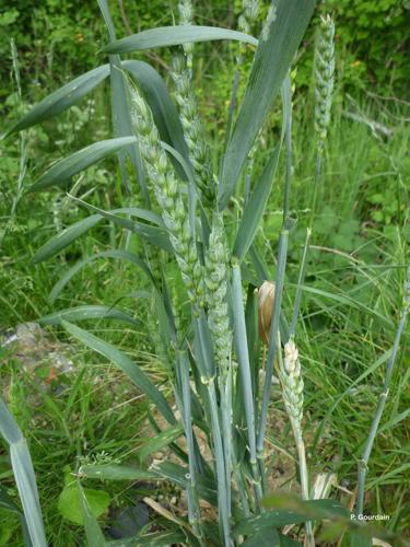 <i>Triticum aestivum</i> L., 1753 © P. Gourdain